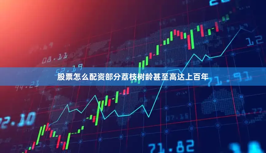 股票怎么配资部分荔枝树龄甚至高达上百年